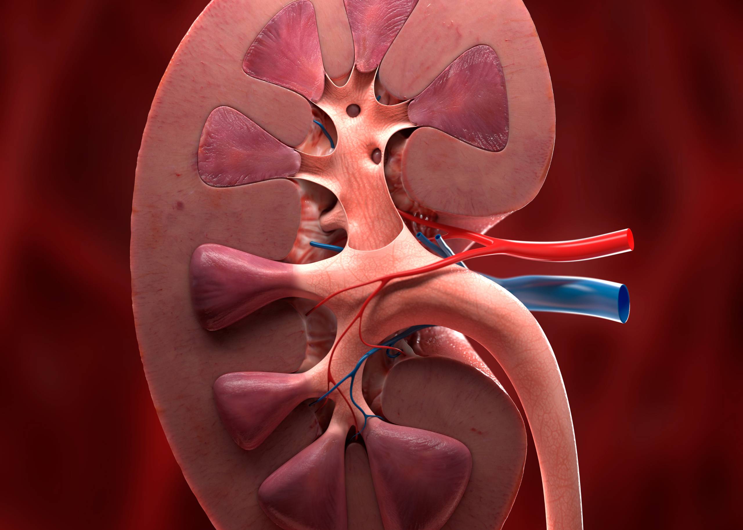 Kidney Cancer – Symptoms, Causes & Treatment